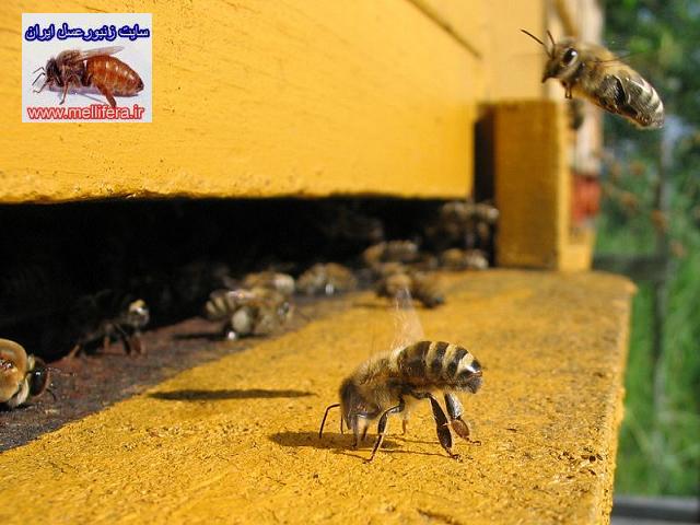 غدد عطري زنبورعسل